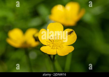 Gros plan de fleurs en fleur de coupe de beurre rampant (ranunculus repens) Banque D'Images