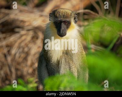 Singe vert (Chlorocebus sabaeus) aussi singe Sabaeus, fourrure dorée-verte et les mains et pieds pâles, large éventail d'habitats boisés, allant de très sec Banque D'Images