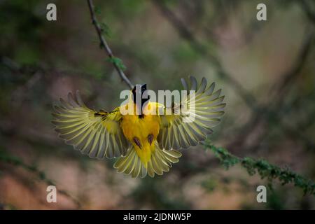 Village Weaver - Ploceus cucullatus aussi tisserand à dos tacheté ou à tête noire, oiseau jaune chez les Ploceidae trouvés en Afrique, présenté au Portugal, HISP Banque D'Images