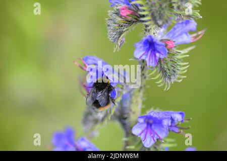 Pré Bumble Bee Banque D'Images