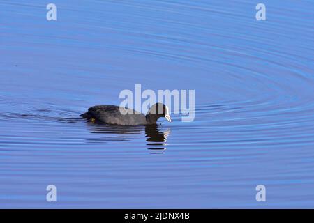 Au RSPB Loch Leven Banque D'Images