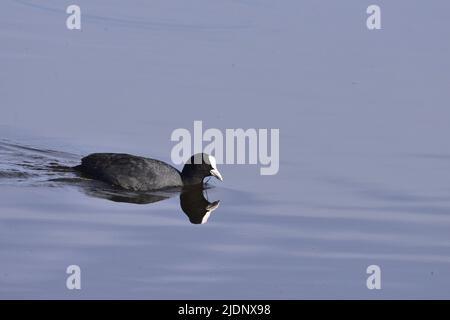 Au RSPB Loch Leven Banque D'Images