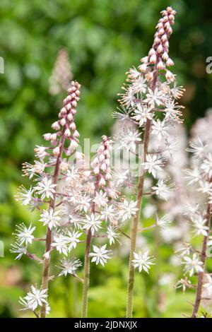 Gros plan des fleurs de mousse de heartleaf (tiarella cordifolia) en fleurs Banque D'Images