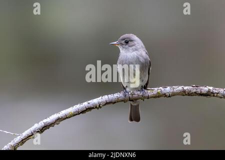 Oiseau de l'Ouest du bois-étain à Vancouver, C.-B. Canada Banque D'Images