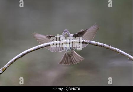 Oiseau de l'Ouest du bois-étain à Vancouver, C.-B. Canada Banque D'Images