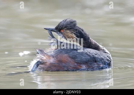 Plumage de reproduction d'un grèbe élevé à Vancouver, C.-B., Canada Banque D'Images