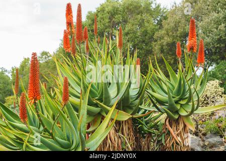 Aloe de montagne (Aloe marlothii) gros plan en fleur dans le jardin.La montagne Aloe est un grand vert éternel succulent, il grandit jusqu'à 8-10 pieds de haut Banque D'Images