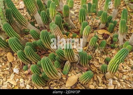 Euphorbia horrida, Afrique baril de lait gros plan dans le désert.Euphorbia horrida est une espèce de cactus originaire d'Afrique du Sud Banque D'Images