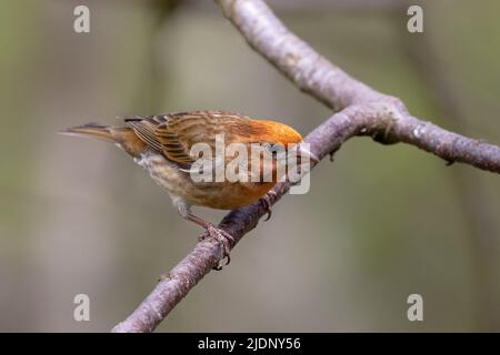 House finch Bird à Richmond BC Canada Banque D'Images
