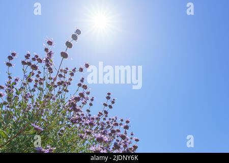 Cleveland Sage, Salvia clevelandii, gros plan avec ciel bleu clair et soleil brillant sur fond, espace de copie Banque D'Images