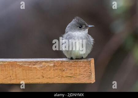 Oiseau de l'Ouest du bois-étain à Vancouver, C.-B. Canada Banque D'Images