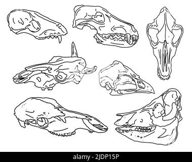 Ensemble graphique. Animaux crânes art linéaire Banque D'Images