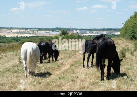 West Hyde, Hertfordshire, Royaume-Uni. 22nd juin 2022. Les chevaux se broutent dans les champs près du complexe South Portal de HS2 qui a détruit des hectares d'habitats fauniques et de pâturage. Crédit : Maureen McLean/Alay Live News Banque D'Images