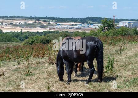 West Hyde, Hertfordshire, Royaume-Uni. 22nd juin 2022. Les chevaux se broutent dans les champs près de la HS2 South Portal Compound, où HS2 ont détruit des hectares d'anciens habitats fauniques. Crédit : Maureen McLean/Alay Live News Banque D'Images