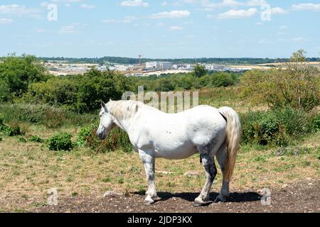 West Hyde, Hertfordshire, Royaume-Uni. 22nd juin 2022. Les chevaux se broutent dans les champs près de la HS2 South Portal Compound, où HS2 ont détruit des hectares d'anciens habitats fauniques. Crédit : Maureen McLean/Alay Live News Banque D'Images