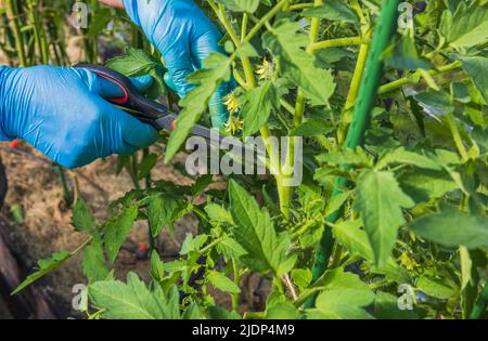 Gros plan des mains de femmes tailler les buissons de tomates avec des ciseaux de jardin en serre. Suède. Banque D'Images