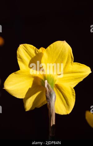 Narcisse jaune, connue sous le nom de jonquille ou jonquille avec des tepals pétale surmontés d'une corona en forme de tasse ou de trompette Banque D'Images