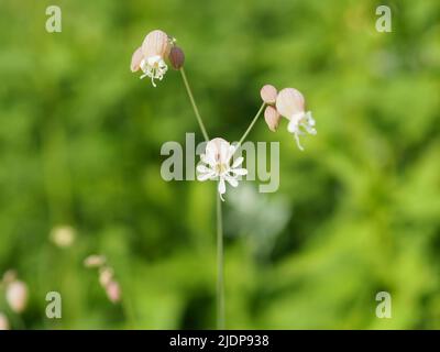 Magnifiques fleurs blanches et dainty d'un campion à vessie (Silene vulgaris) dans un jardin à Ottawa, Ontario, Canada. Banque D'Images