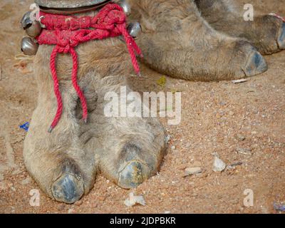 Indian Camel orteil cheveux gros plan Banque D'Images