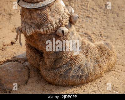 Indian Camel orteil cheveux gros plan Banque D'Images