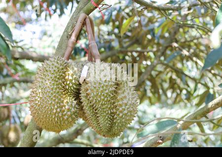 Durian de Sisaket, Thaïlande a une saveur unique parce qu'il est cultivé sur un sol riche en potassium d'une éruption volcanique. 'Volcano Durian' Banque D'Images