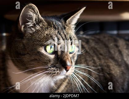 Image en gros plan d'un chat tabby brun mâle avec des yeux vert vif et des moustaches blanches. Banque D'Images