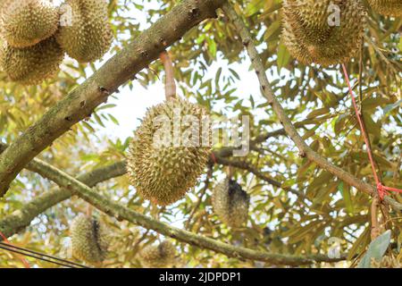 Durian de Sisaket, Thaïlande a une saveur unique parce qu'il est cultivé sur un sol riche en potassium d'une éruption volcanique. 'Volcano Durian' Banque D'Images