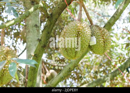 Durian de Sisaket, Thaïlande a une saveur unique parce qu'il est cultivé sur un sol riche en potassium d'une éruption volcanique. 'Volcano Durian' Banque D'Images