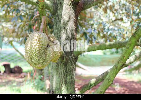 Durian de Sisaket, Thaïlande a une saveur unique parce qu'il est cultivé sur un sol riche en potassium d'une éruption volcanique. 'Volcano Durian' Banque D'Images