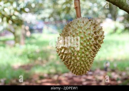 Durian de Sisaket, Thaïlande a une saveur unique parce qu'il est cultivé sur un sol riche en potassium d'une éruption volcanique. 'Volcano Durian' Banque D'Images