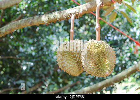 Durian de Sisaket, Thaïlande a une saveur unique parce qu'il est cultivé sur un sol riche en potassium d'une éruption volcanique. 'Volcano Durian' Banque D'Images