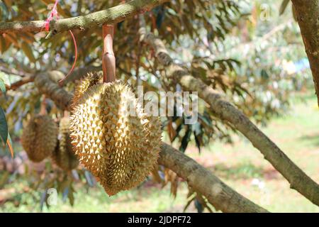 Durian de Sisaket, Thaïlande a une saveur unique parce qu'il est cultivé sur un sol riche en potassium d'une éruption volcanique. 'Volcano Durian' Banque D'Images