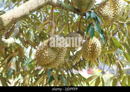 Durian de Sisaket, Thaïlande a une saveur unique parce qu'il est cultivé sur un sol riche en potassium d'une éruption volcanique. 'Volcano Durian' Banque D'Images