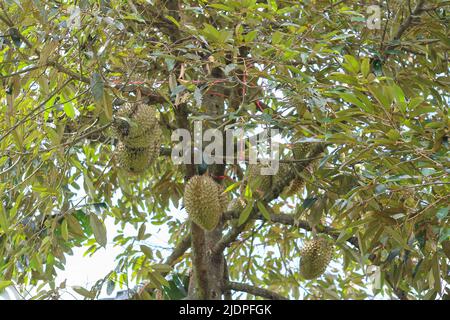 Durian de Sisaket, Thaïlande a une saveur unique parce qu'il est cultivé sur un sol riche en potassium d'une éruption volcanique. 'Volcano Durian' Banque D'Images