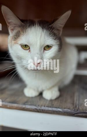 chat couché sur une table en bois regardant la caméra Banque D'Images