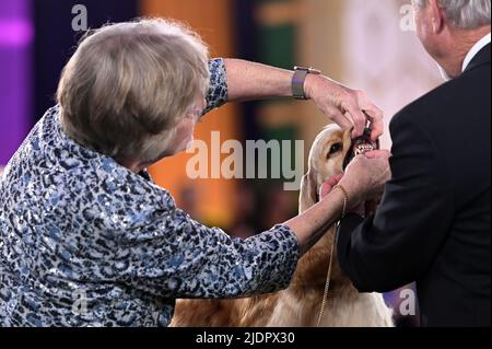 New York, États-Unis. 22nd juin 2022. Une manutentionnaire montre les dents de son épagneul lors du jury du Sporting Group lors du spectacle canin annuel 146 du Westminster Kennel Club, qui s'est tenu sur le domaine de Lyndhurst à Tarrytown, NY, le 22 juin 2022. (Photo par Anthony Behar/Sipa USA) crédit: SIPA USA/Alay Live News Banque D'Images