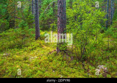 Une forêt boréale avec du pin rouge dans le Parc National des Hautes-Gorges-de-la-Rivière-Malbaie, (Québec), Canadsa Banque D'Images