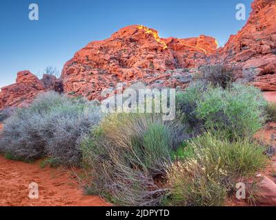 Broussailles dans le désert en hiver, au milieu des rochers rouges de Petroglyph Canyon, parc national de la Vallée de feu dans le désert de Mojave, Nevada Banque D'Images