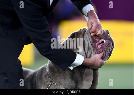 New York, États-Unis. 22nd juin 2022. Un maître montre les dents d'un mastiff napolitain lors du groupe de travail qui a été jugé lors du spectacle canin annuel 146 du Westminster Kennel Club, qui s'est tenu sur le domaine de Lyndhurst à Tarrytown, NY, le 22 juin 2022. (Photo par Anthony Behar/Sipa USA) crédit: SIPA USA/Alay Live News Banque D'Images