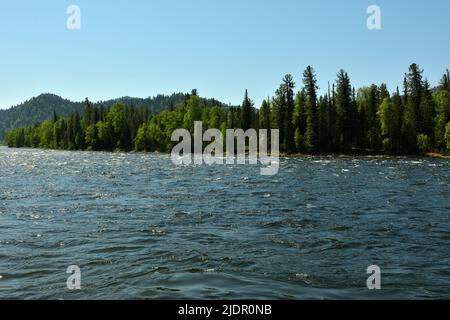 Le lit d'une large rivière turbulente qui traverse une forêt de conifères par une chaude journée d'été. Rivière Biya, Altaï, Sibérie, Russie. Banque D'Images