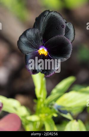 'Black Star' Pansy, pensé (Viola × wittrockiana) Banque D'Images