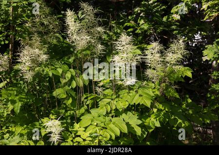 Barbe de chèvre, Plymspirée (Aruncus dioicus) Banque D'Images