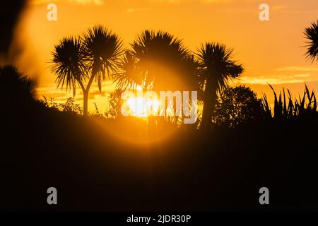 Le ciel doré au coucher du soleil rétro-illumine les choux de NZ en silhouette à Okarito, île du Sud de la Nouvelle-Zélande. Banque D'Images