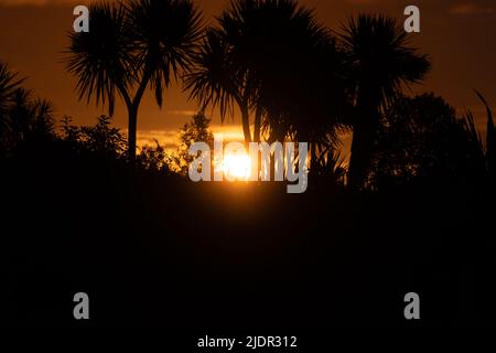 Ciel sombre au coucher du soleil rétro-lumières des choux de NZ en silhouette à Okarito, Île du Sud de la Nouvelle-Zélande. Banque D'Images