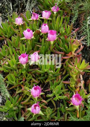 La fleur de plante de glace (Carpobrotus chilensis), qui est un épandeur de plante envahissant de l'Afrique du Sud à l'Europe du Sud et à l'Amérique du Sud Banque D'Images