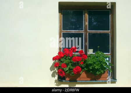 fenêtre avec vase de fleurs rouges et espace de copie Banque D'Images