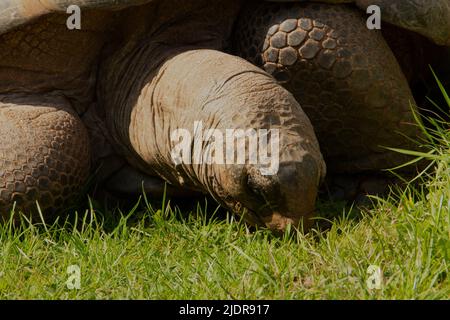 Tortue géante Aldabra (Aldabchelys gigantea) Gros plan d'une tortue géante Aldabra au soleil manger de l'herbe Banque D'Images