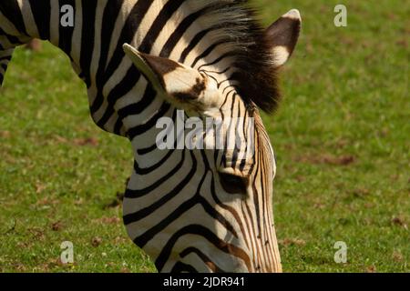 Zébra de montagne de Hartmann (Equus zébra hartmannae) Un seul adulte de Hartmann profil de tête de zèbre de montagne gros plan Banque D'Images