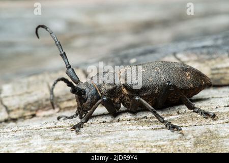 Coléoptère à longues cornes (Lamia textor) sur un tronc d'arbre sec dans une forêt de pins Banque D'Images