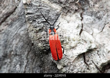 Dendroctone rouge vif à ailes en filet (Lygistopterus sanguineus) avec des taches noires dans la forêt de pins Banque D'Images